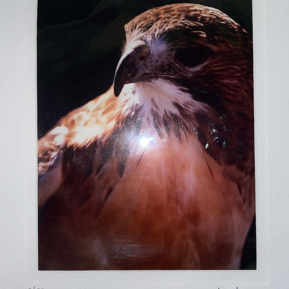 Red Tailed hawk